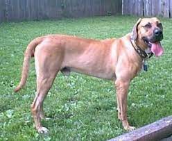 5 Facts About The Black Mouth Cur Animalso