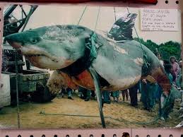 I First Saw This In A Shark Book I Had When I Was Little It Has Never Left My Mind Big Shark Biggest Shark Ever Caught Largest Shark