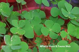 Image result for Marsilea minuta