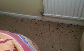 We did not find results for: The Best Thing With Wasps You Ve Ever Seen What I Did When Wasps Invaded My House Oc Album On Imgur