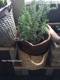 100均フェルト 不織布 の手縫い鉢 家のベランダガーデンで増殖中 見た目オシャレ というだけじゃないんです 9つのお勧めポイントとは l o h a s y 天然生活 天然素材に ハマってます ベランダガーデン 不織布 天然素材