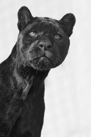 Black Panther Hayvanlar Hayvan Ve Siyah Panter