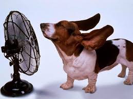 We have always associated the month with heat and humidity and refer to this time of year as the dog days of summer. A Family Story Dog Days Of Summer
