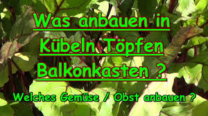 Die nachfrage nach frischem obst und gemüse wird immer größer. Was Anbauen Auf Balkon Gemuse Anbau In Kubeln Topfen Balkonkasten Selbstversorgung Balkon Garten Youtube