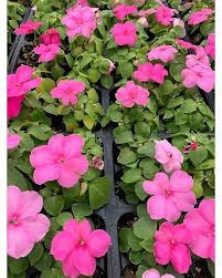 Image result for Impatiens oreocallis