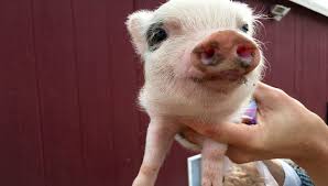 Juliana pigs are 100% registered breed in the u.s. Not So Mini Miniature Pigs Fill Arizona Sanctuary