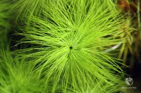 Image result for Eriocaulon setaceum