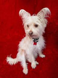Thank you for your interest in adopting a homeless west highland white terrier (westie). Adopt Me Brando The Westie Mix Mixed Breed Westies Dogs And Puppies