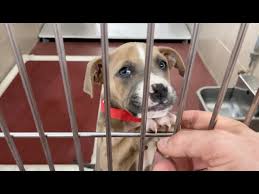 Maybe you would like to learn more about one of these? Paws Of Rutherford County Pets For Adoption March 4 2021 Youtube