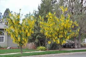 Image result for Laburnum