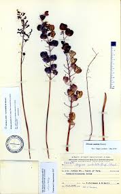 Image result for Drimia hockii