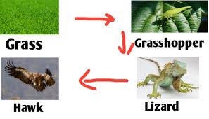 Food chain found in terrestrial habitat. Food Chain And Food Web Definition Diagram And Examples Biologysir