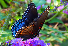 Return to butterfly host plants. Red Spotted Purple What S That Bug
