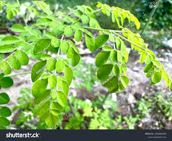 Image result for Moringaceae