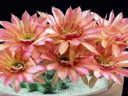 # fuego iubirea infloreste primavara. Download Fuego Ce E Iubirea Mp3