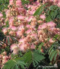 Buy plant tropical flowering trees and get the best deals at the lowest prices on ebay! Rare Plants Fragrant Flowers Exotic Fruit