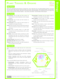 Some of the worksheets for this concept are session 4 plant tissues, chapter 3 cells and tissue work pdf, cells tissues and organs, cells tissues and organs, living things organisms have certain functions, plant and animal tissue 6. Plant Cell Ck 12 Foundation