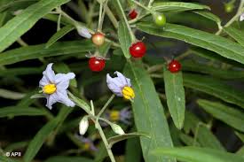 Image result for Solanum sp. B