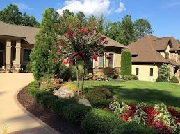 Soft Touch Holly For Sale Landscape Design Backyard Landscaping Yard Landscaping