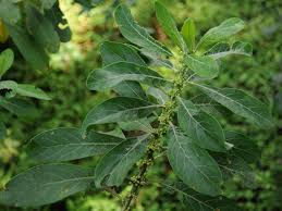 Image result for Clutia monticola