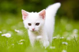 A newborn kitten spends his time sleeping and nursing. Kitten Development In The First Six Weeks Of Life