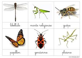 Cheznounoucricri Page 83 Insectes Nomenclature Mante Religieuse