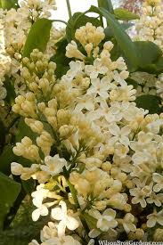 Image result for Primrose Yellow 1958 Admiral