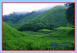 Ladang teh boh sungai palas yang dimiliki oleh boh plantations sdn bhd. Ladang Teh Boh Sungai Palas Shefalitayal