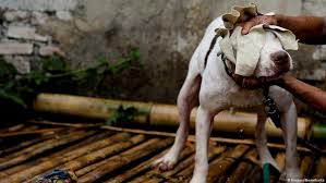 Selain menampilkan tokoh nasional yang dijuluki srikandi dari serambi mekah, aceh ini. Selebriti Dunia Minta Jokowi Hentikan Pembantaian Anjing Sosbud Laporan Seputar Seni Gaya Hidup Dan Sosial Dw 21 05 2018