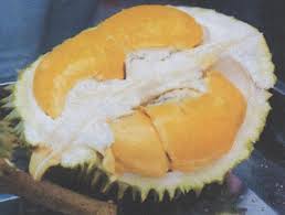 · the larvae bore holes on young plants and small branches or twigs of old trees. Reasons To Plant Musang King Durian Agriculture Monthly