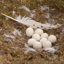 Small White Bird Eggs With Brown Spots Snowy Owl Nest On The Tundra