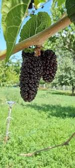 Search and filter hackberry homes by price, beds, baths and property type. 900 Berries Ideas In 2021 Berries Fruit Trees Plants