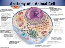 The animal cell has 13 different types of organelles ¹ with specialized functions. 30 Animal Cell With Label And Function Labels For Your Ideas