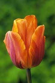 Tulip Prinses Irene Flowers Tulips Flowers Tulips