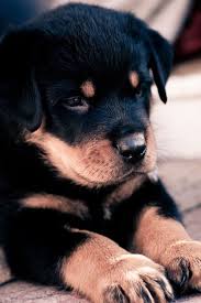 Rottweiler Rottweiler Kopek Egitimi Sevimli Hayvan Yavrulari