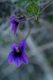 Image result for Monopsis stellarioides
