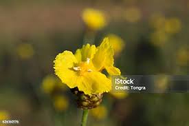 Image result for Xyridaceae