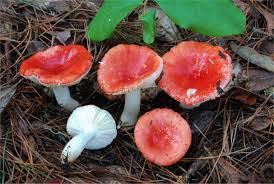 Image result for Russula sp