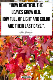 40 Inspirational Leaf Quotes For Nature Lovers Walk My World