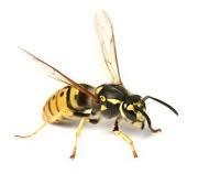 All of our pest control companies epc pest control. Bon Accord Pest Control Ltd In Aberdeen Aberdeenshire Ab11 5qx