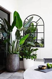 Quelle Plante Mettre Dans Chaque Piece De La Maison Muramur Deco Plantes Interieur Deco Plantes Plante Interieur