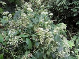 Image result for Mikania