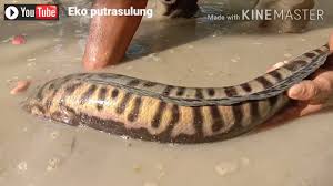 Giant snakehead, red toman, indonesian snakehead mandarin name | 鱼类中文名: Cara Membedakan Ikan Toman Jantan Dan Betina Youtube