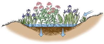 A rain garden offers the opportunity to manage rainwater runoff from hard surfaces after downpours by planting an attractive even a small rain garden will control run off; How To Build A Rain Garden Gardener S Supply