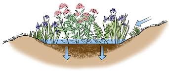 Switchgrass (panicum virgatum) is adaptable enough to grow in normal soil or the moist soil of a rain garden. How To Build A Rain Garden Gardener S Supply