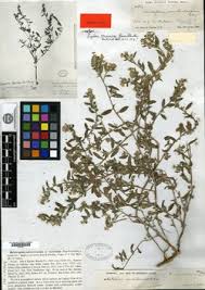 Image result for Euploca katangensis