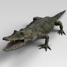 Crocodile 3d Model Ad Crocodile Model Crocodile 3d Model Graphic Design Photography