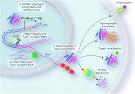 Check spelling or type a new query. Targeting The Undruggable Exploiting Neomorphic Features Of Fusion Oncoproteins In Childhood Sarcomas For Innovative Therapies Springerlink