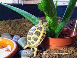 Browse And Search The Tortoise Table Plant Database