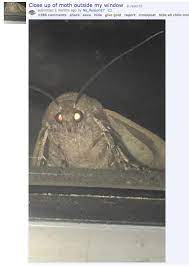 Please Enjoy These 32 Moth Memes That Made Me Cry From Laughing Moth Memes Funny Memes